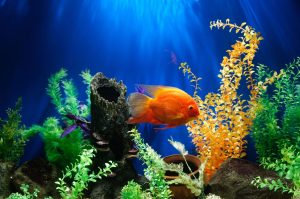orange fish swimming underwater