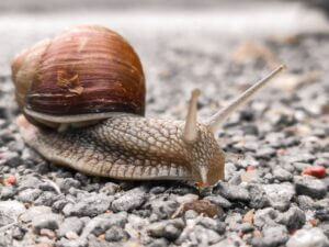 a brown snail