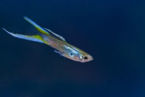 blue and yellow guppy in water