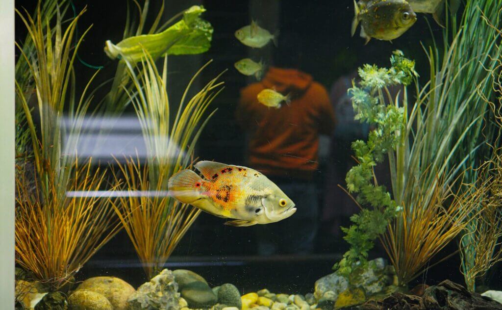 a fish swimming in a tank