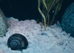 a snail inside a tank full of white rocks