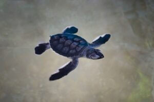 black turtle swimming